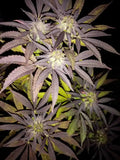 King Juice Clone