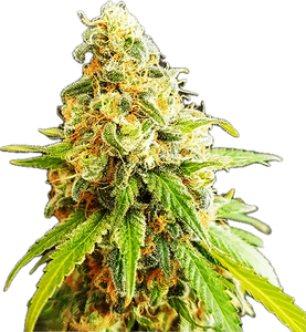 Kosher Kush Clone