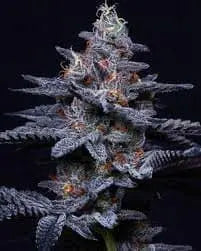 Kryptochronic Clone
