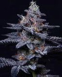 Kryptochronic Clone