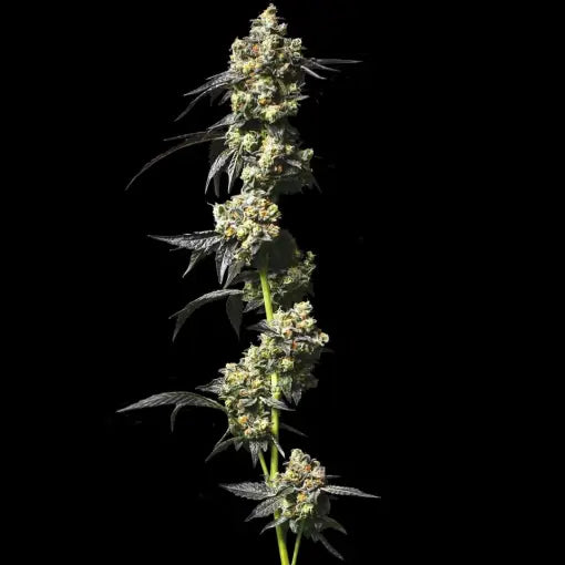 Kush Krasher Clone