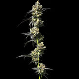Kush Krasher Clone