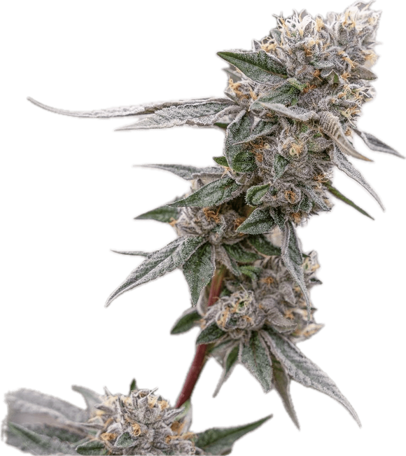 Lemon Cherry Gelato Clone