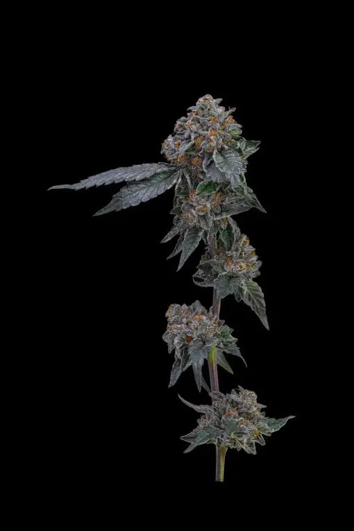 London Pound Cake Clone