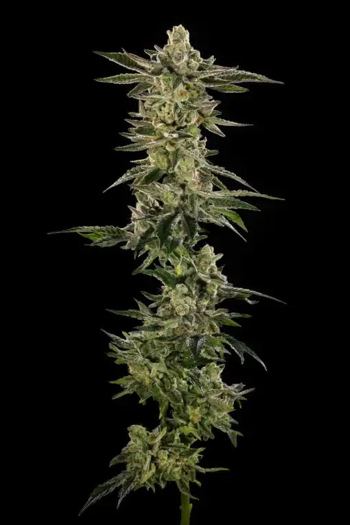 Lava Cake Clone