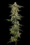 Lava Cake Clone