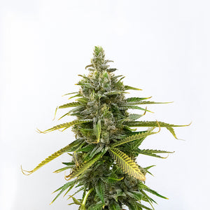 Lemon Cherry Gelato Clone