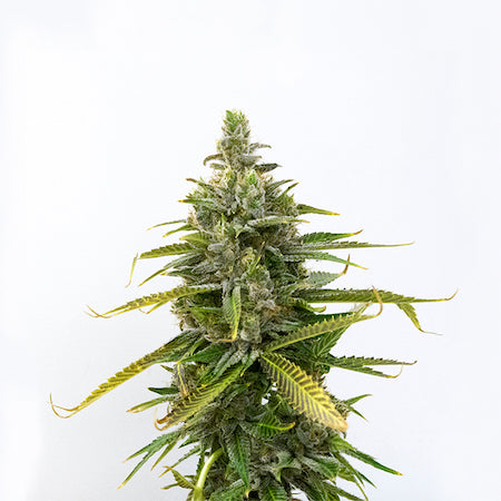 Lemon Cherry Gelato Clone