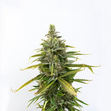 Lemon Cherry Gelato Clone