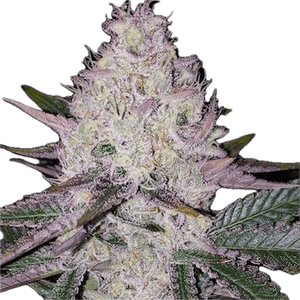 Lemon Berry Clone
