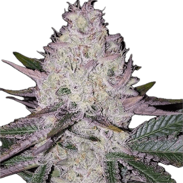 Lemon Berry Clone