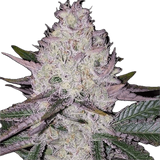 Lemon Berry Clone