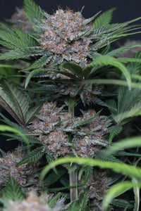 Lemon Cherry Funk Clone