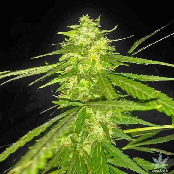 Lemon Diesel Clone