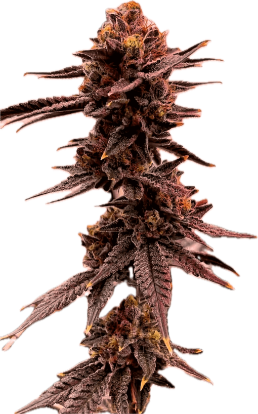 Lemondary Clone