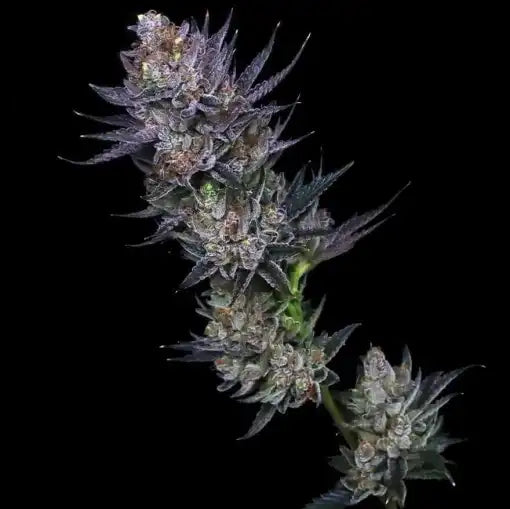 Lime OG Clone