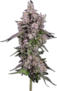 MAC Daddy Clone