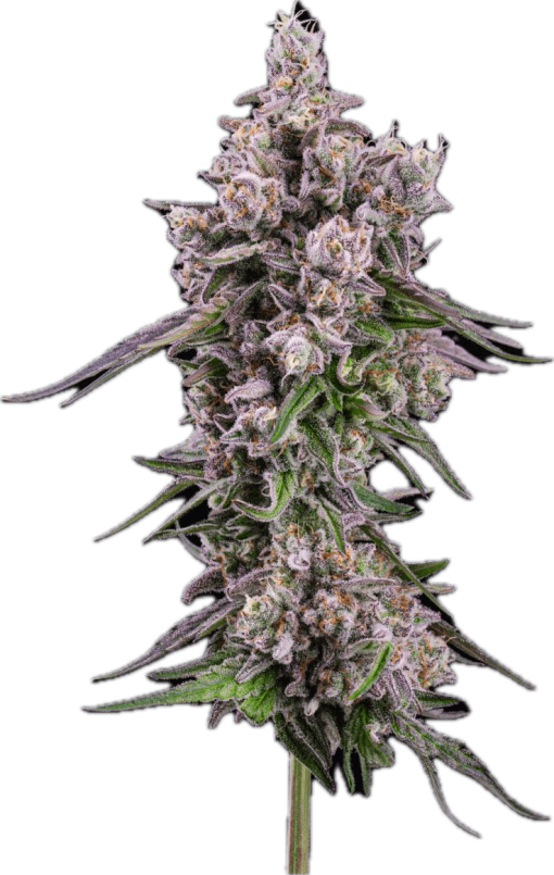MAC Daddy Clone