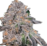 Mai Tai Clone