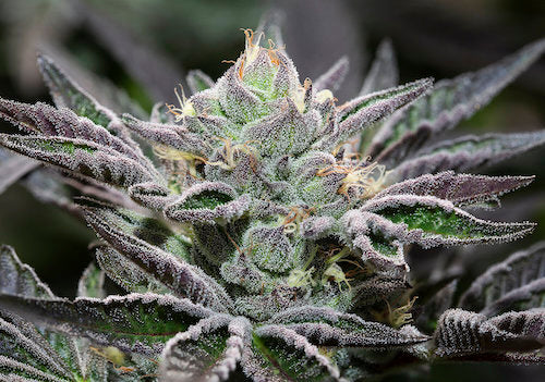 Slurty #3 Clone