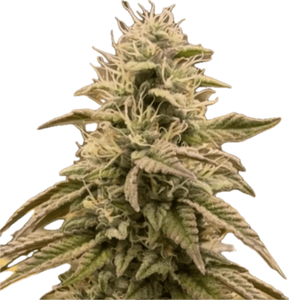 Marshmallow OG Clone
