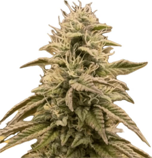 Marshmallow OG Clone