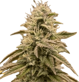 Marshmallow OG Clone