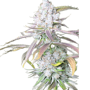 Mimosa Clone