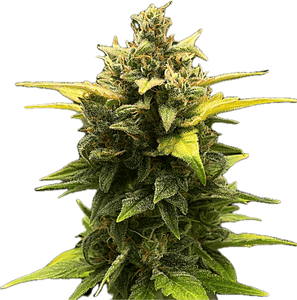 Mint Cake Clone