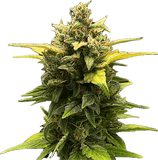 Mint Cake Clone