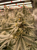 Miracle Mints Clone