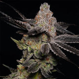 Modified Grapes Clone