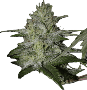 Molotov Cocktail Clone