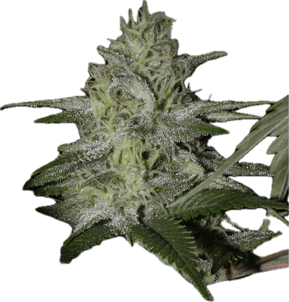 Molotov Cocktail Clone