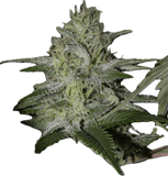 Molotov Cocktail Clone