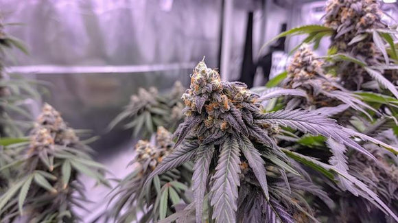 Monster Cookies Clone