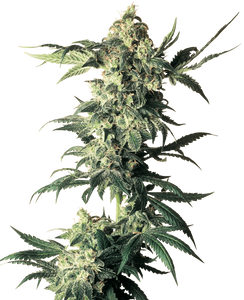 Northern Lights Clone