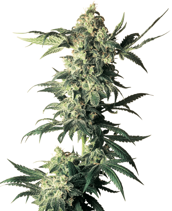 Northern Lights Clone