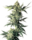 Northern Lights Clone