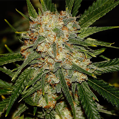 Nova OG Clone