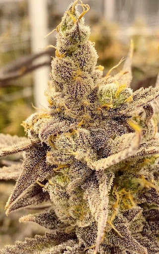 Orange Flambe Clone