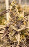 Orange Flambe Clone