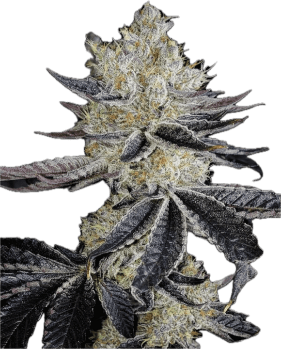 Orange Ice Pops Clone