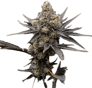 Oreoz Clone