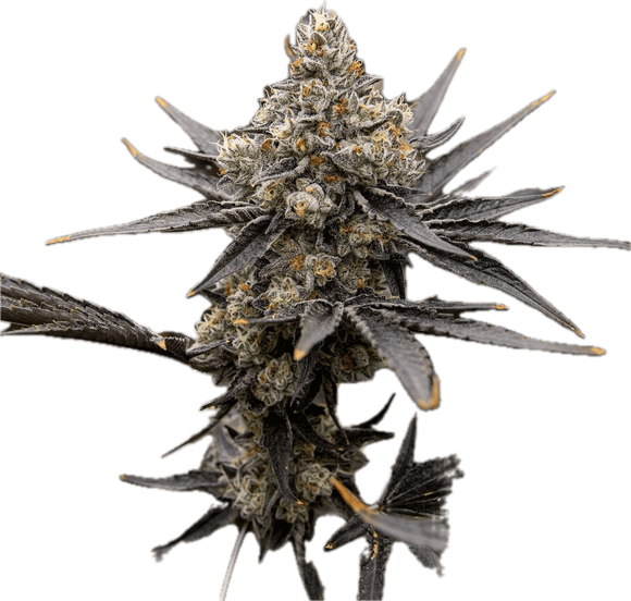 Oreoz Clone