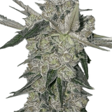 Oreoz x Zero Gravity #2 Clone