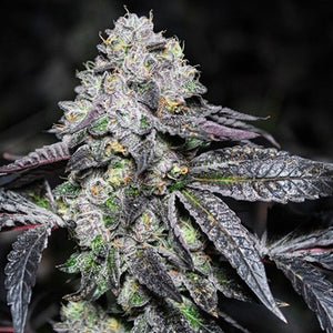 Sunset Sherbet Clone