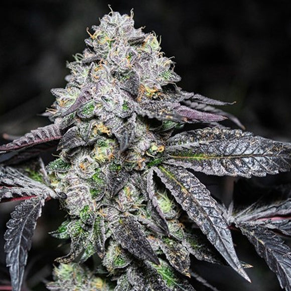 Sunset Sherbet Clone