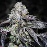 Sunset Sherbet Clone