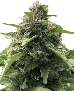 Papaya Melonz Clone
